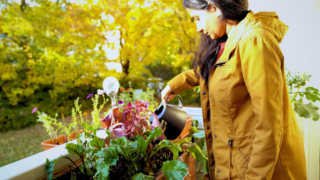 Aparna watering her balcony garden