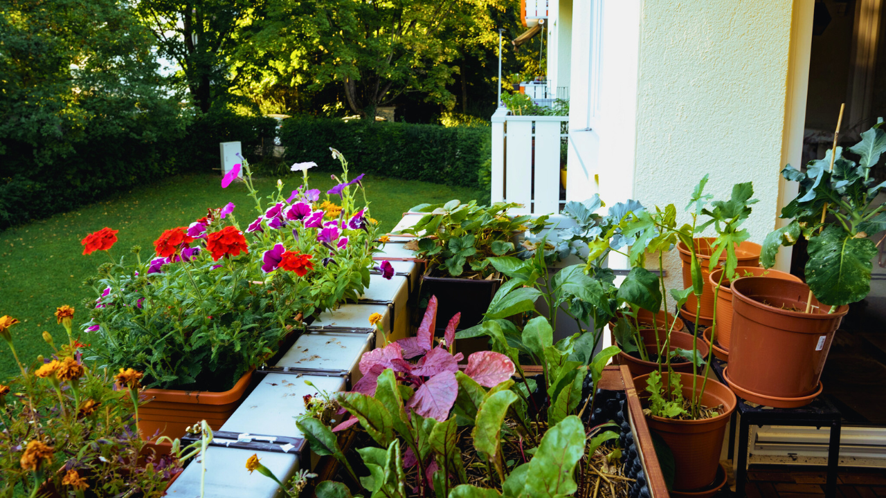 Colourful balcony garden with flowers and vegetables